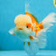SUPER CUTE AAA Grade Red White Oranda Male 6 inches #082225OR_08