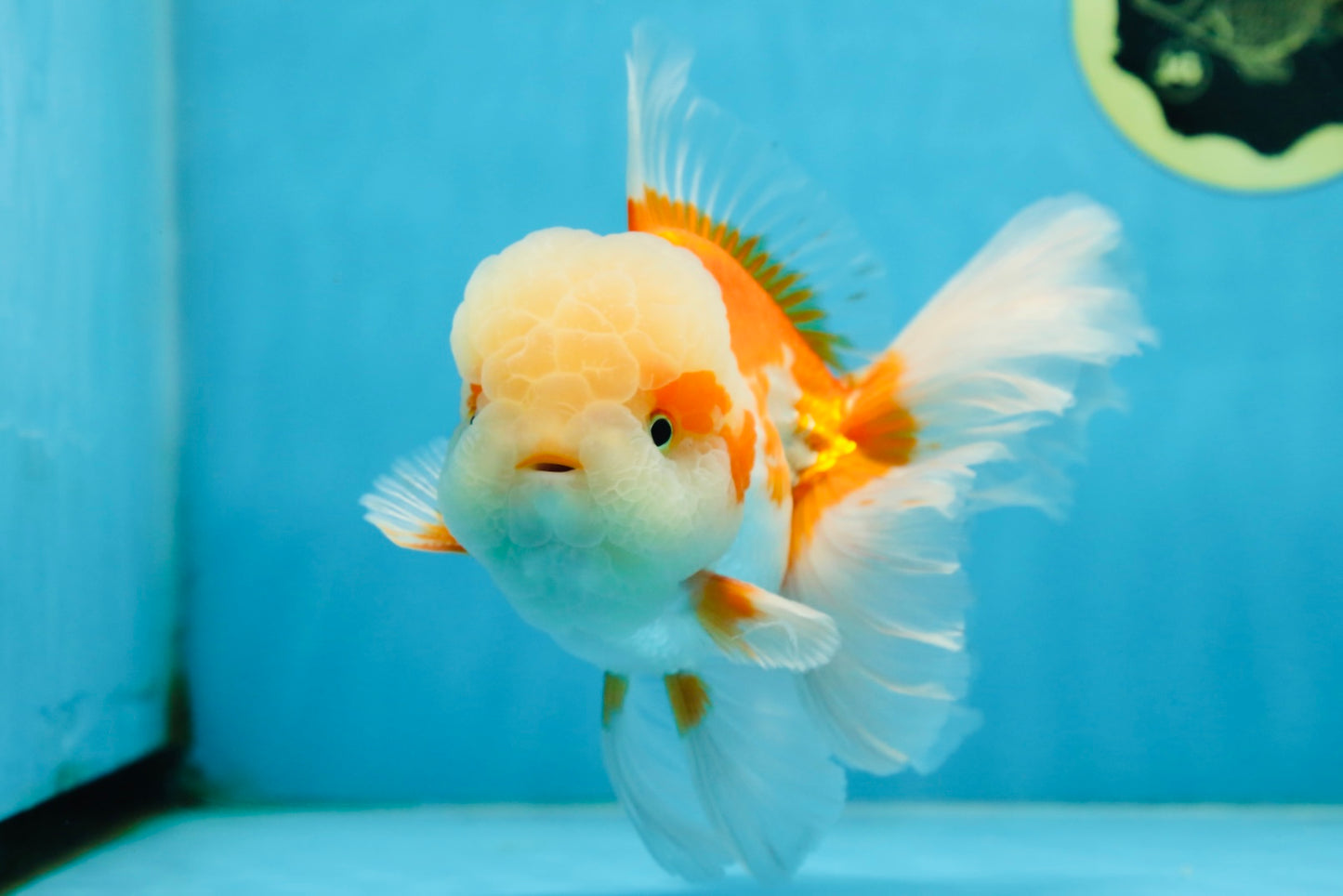 SUPER CUTE AAA Grade Red White Oranda Male 6 inches #082225OR_08
