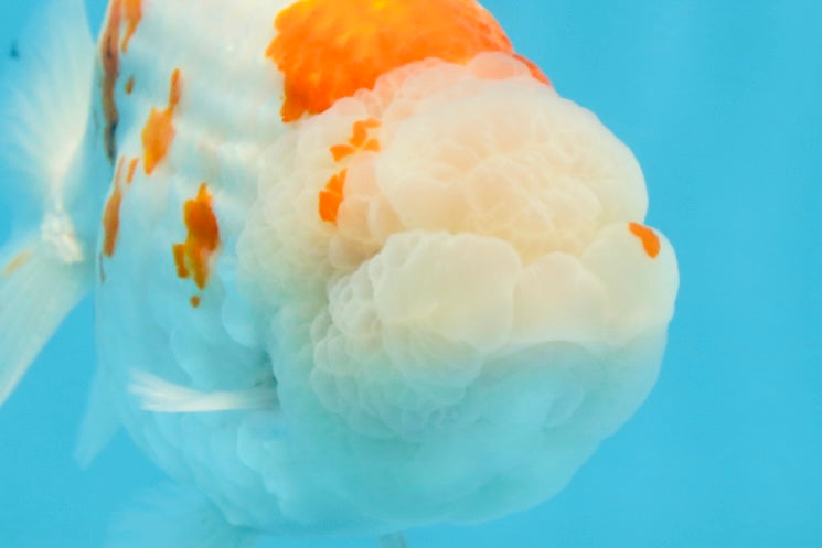 AAA Grade FANCY Kohaku Sakura LionKing 5.5 inches #100325LC_08