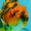 A Grade Tiger Yuanbao Male 4.5 inches #101626YB_34