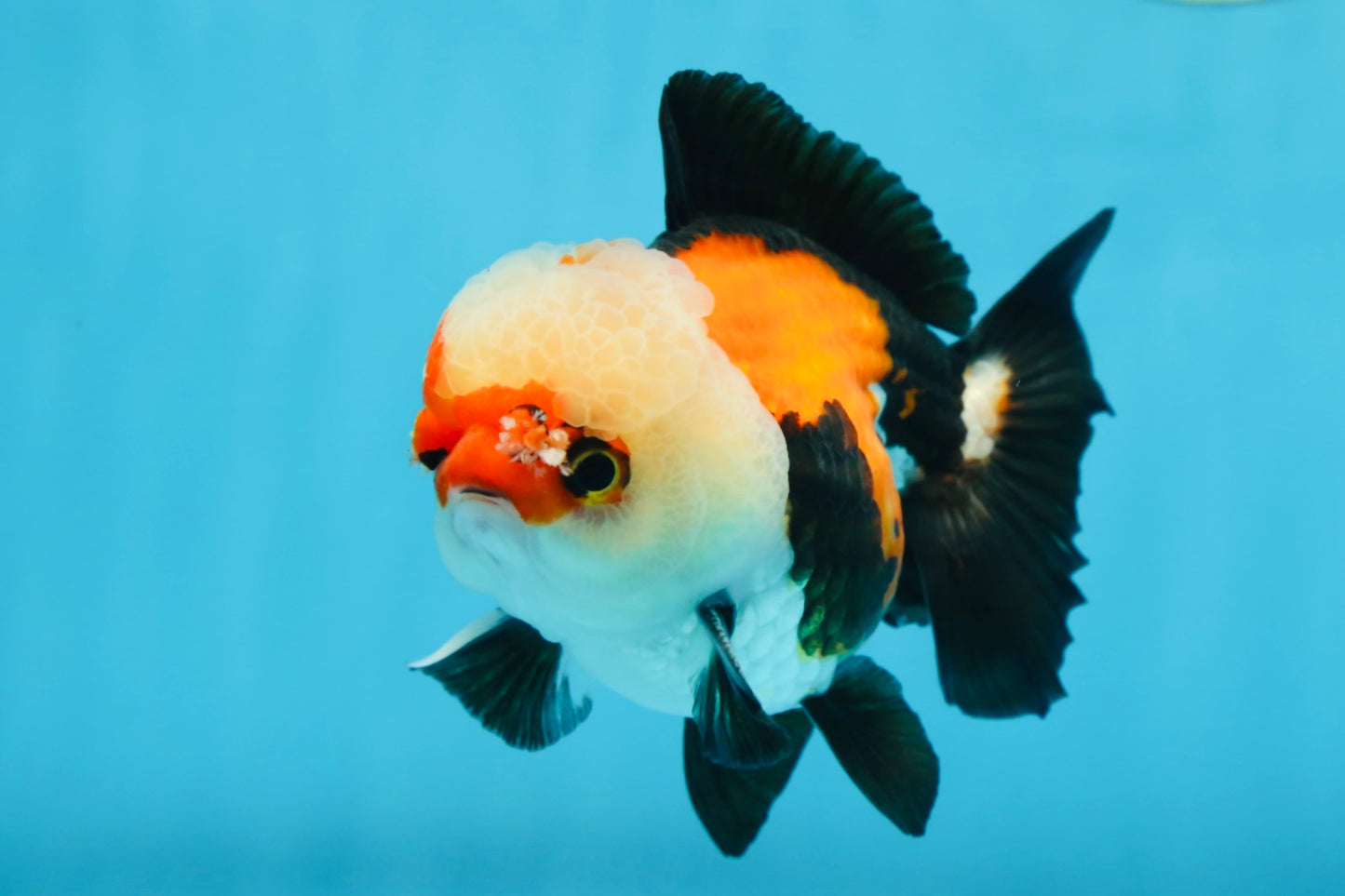 A Grade Adorable Pompom Tricolor Yuanbao Male 4-4.5 inches #071125YB_19