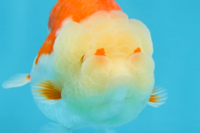 POPCORN AAA Grade Red White Kohaku LionQueen 4 inches #101725LC_05