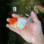 AAA Grade Red Cap Oranda Male 4.5-5 inches #050925OR_38