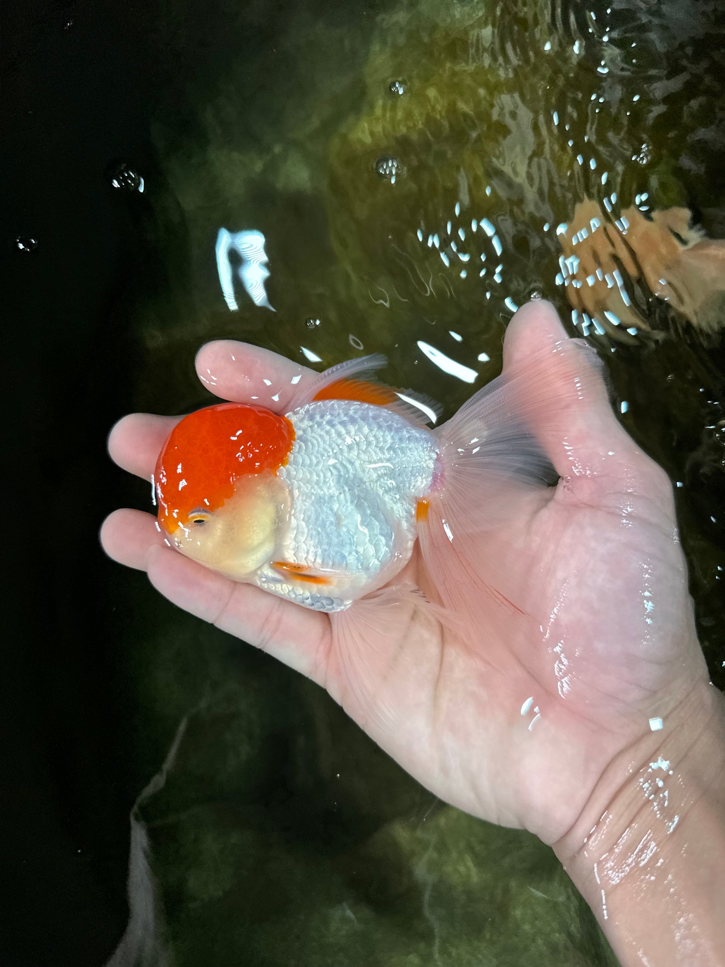 AAA Grade Red Cap Oranda Male 4.5-5 inches #050925OR_38