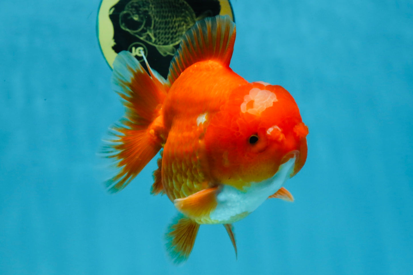 AAA Grade Red White Yuanbao Male 4.5 inches #103125YB_04