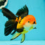 Tricolor Oranda Female 5.5 inches #111524OR_15