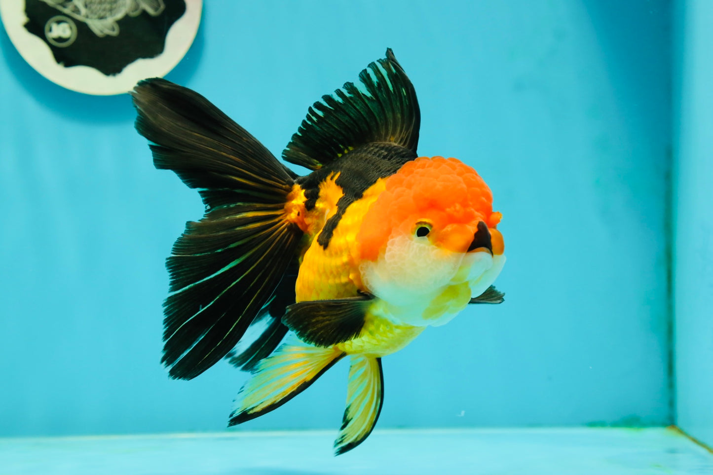 Tricolor Oranda Female 5.5 inches #111524OR_15