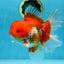TOMATO AAA Grade Red White Oranda Male 5.5-6 inches #082225OR_11