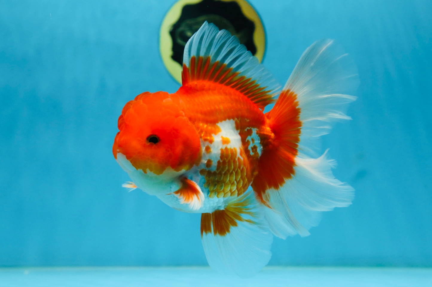 TOMATO AAA Grade Red White Oranda Male 5.5-6 inches #082225OR_11