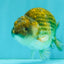 Black Copper Ranchu Female 5-5.5 inches #081426RC_24
