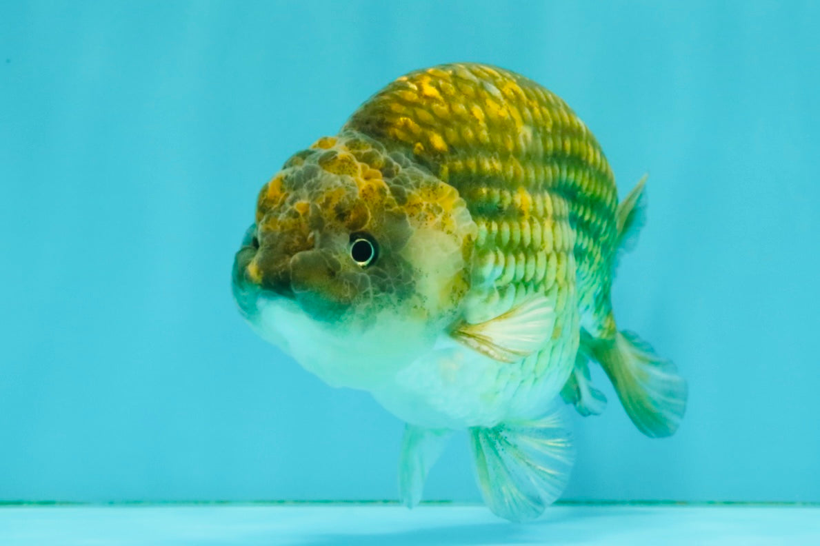 Black Copper Ranchu Female 5-5.5 inches #081426RC_24