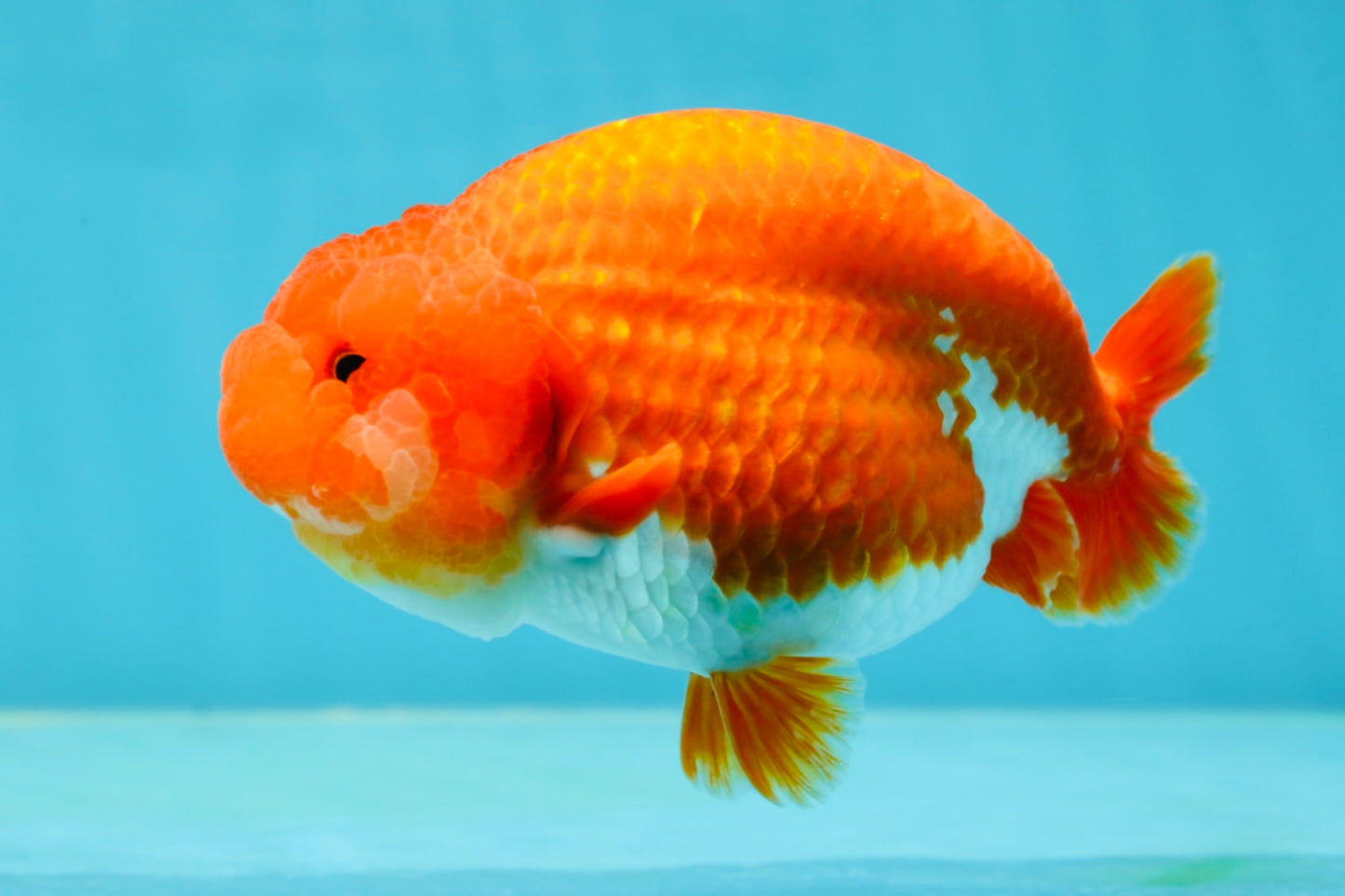 AAA Grade Cherry Red White LionQueen 5 inches #050925LC_16