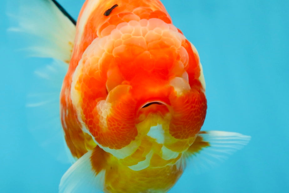 AAA Grade Godzilla Sakura Yuanbao Female 6 inches #050925YB_23