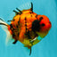 ELVIS AAA Grade Kohaku Sakura Yuanbao Male 4.5-5 inches #092526YB_08