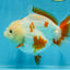 A Grade Red White Yuanbao Female 5 inches #103125YB_05