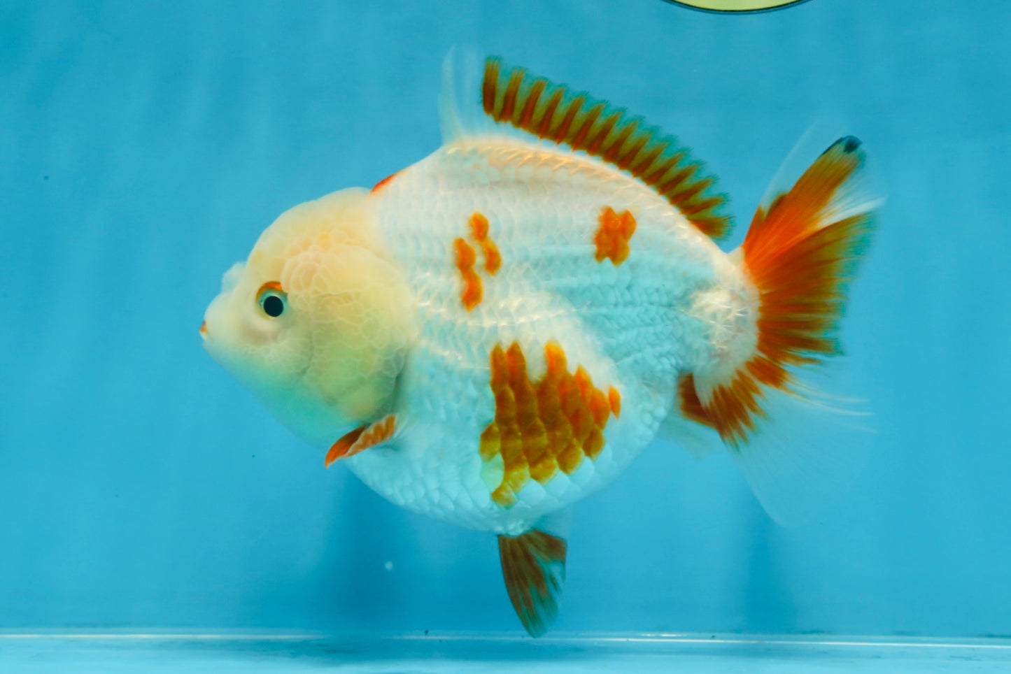 A Grade Red White Yuanbao Female 5 inches #103125YB_05