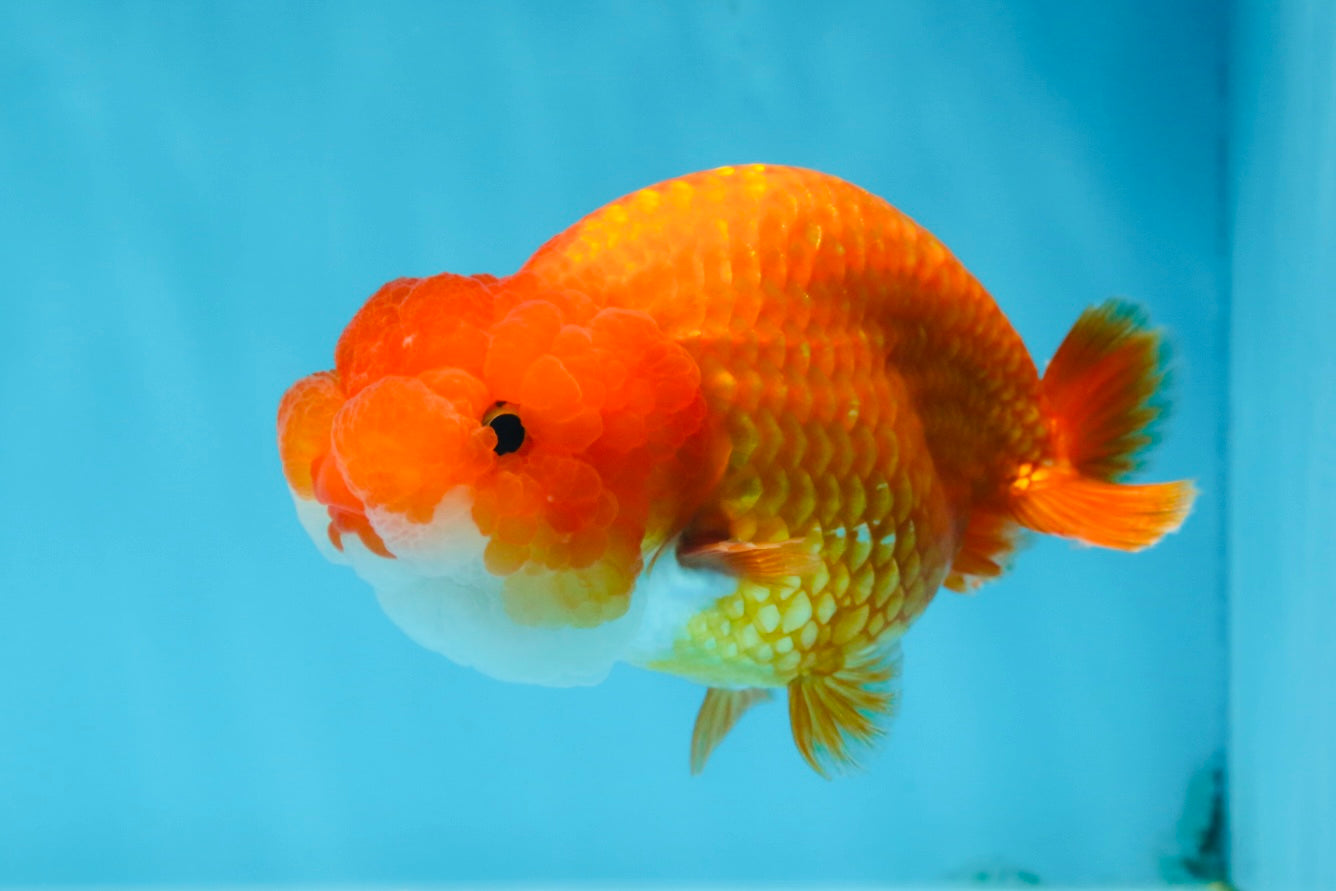 A Grade FLUFFY WEN Red White LionQueen 4.5 inches #072525LC_02