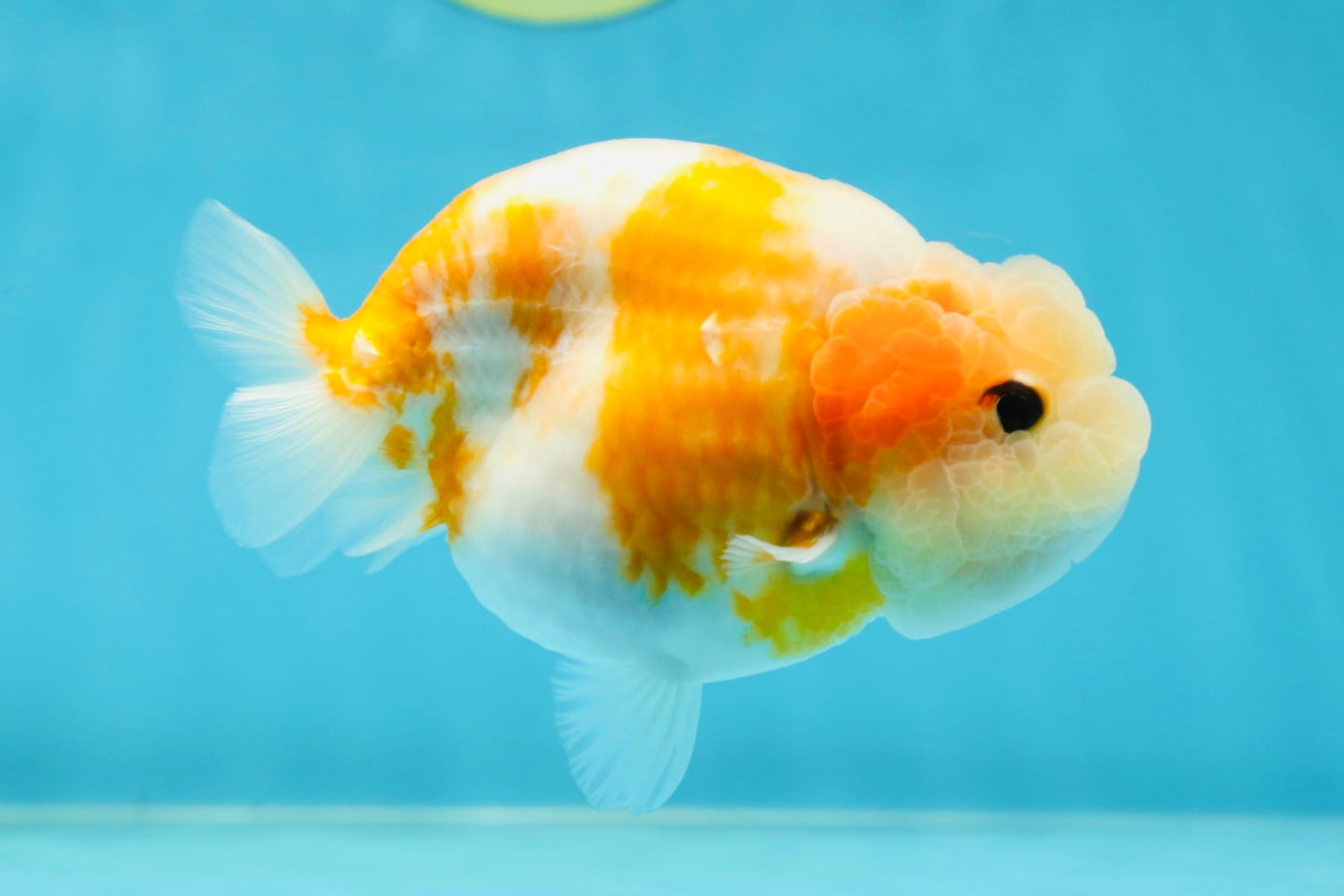 A Grade Sakura LionQueen 4-4.5 inches #050925LC_06