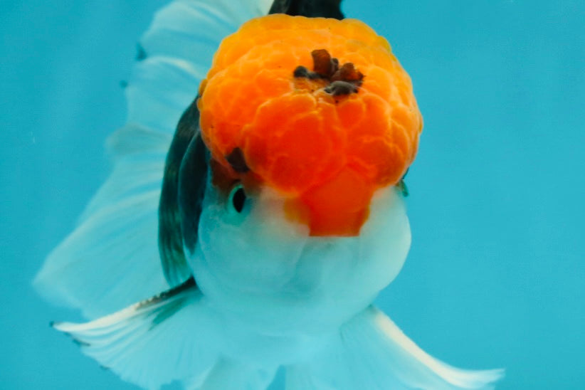 A Grade Red Head Tricolor Oranda Male 5.5 inches #112224OR_10