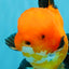 CHONKY A Grade Apache Oranda Male 5.5-6 inches #040326OR_09