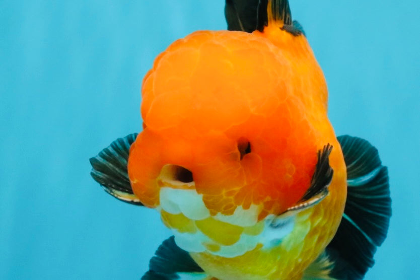 CHONKY A Grade Apache Oranda Male 5.5-6 inches #040326OR_09