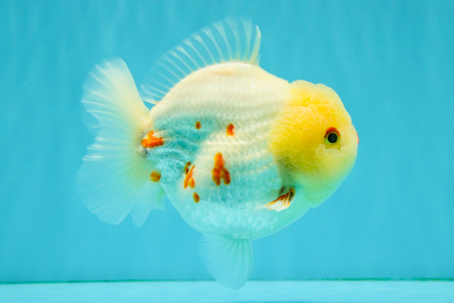 POPCORN AAA Grade Red White Yuanbao Male 5-5.5 inches #050126YB_18