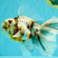 Calico Oranda Male 6.5 inches #082826OR_02