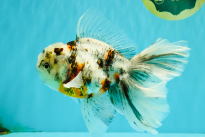 Calico Oranda Male 6.5 inches #082826OR_02