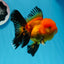 A Grade Apache Oranda Male 4.5 inches #0913OR_12