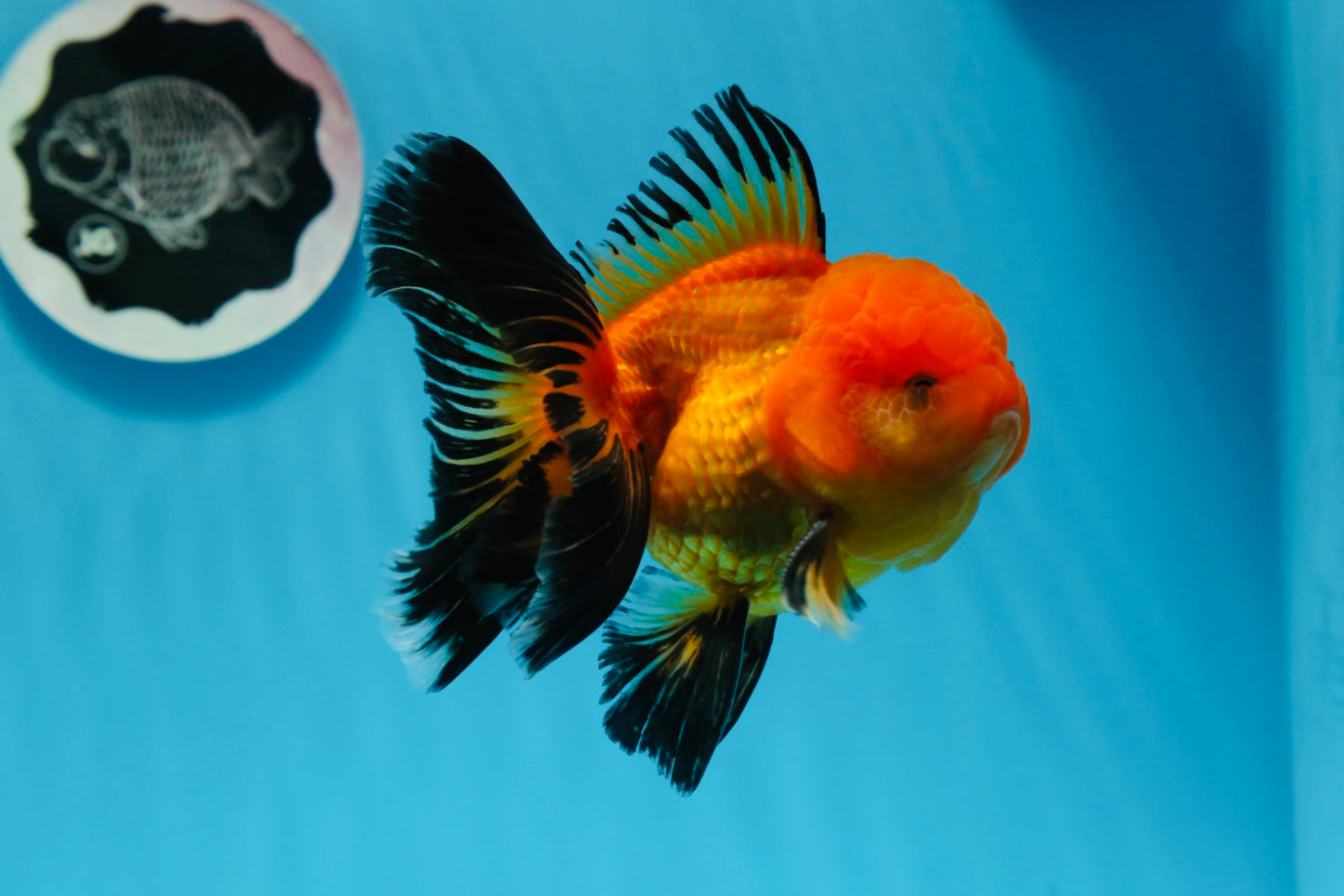 A Grade Apache Oranda Male 4.5 inches #0913OR_12