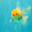 A Grade Polkadot Red White Oranda Male 6 inches #100926OR_23