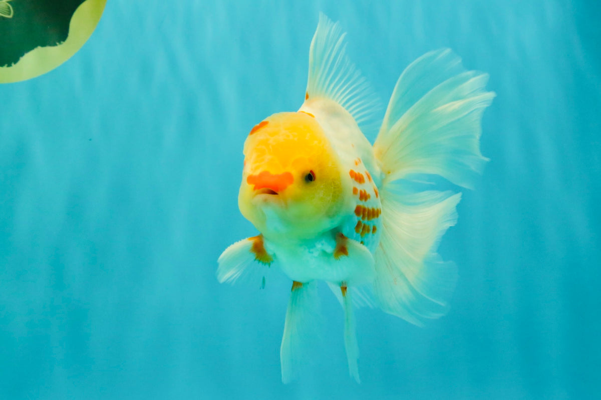 A Grade Polkadot Red White Oranda Male 6 inches #100926OR_23