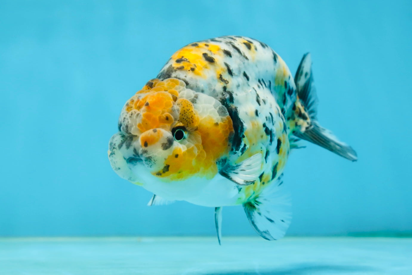 A Grade Tricolor Tiger LionKing 4.5-5 inches #062725LC_02