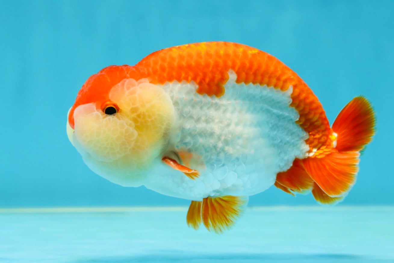 AAA Grade Red White LionKing 4.5 inches #050925LC_14