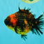 A Grade Tiger Oranda Female 5-5.5 inches #073126OR_20