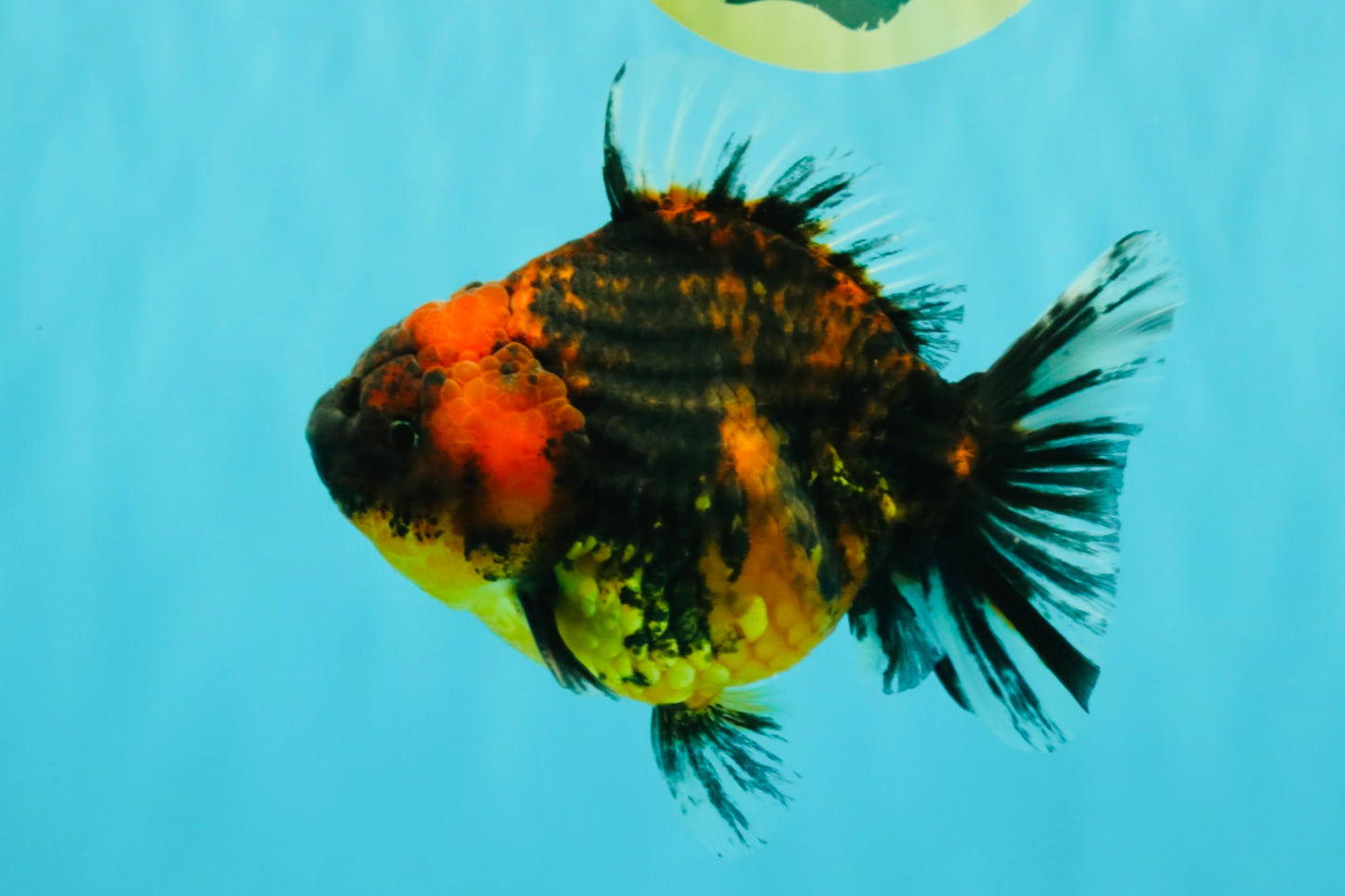 A Grade Tiger Oranda Female 5-5.5 inches #073126OR_20