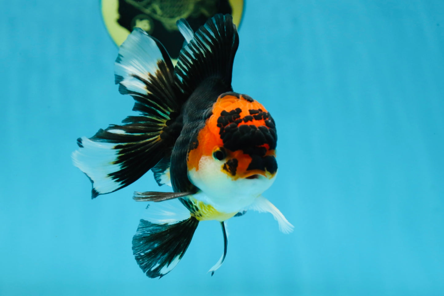 A Grade Young Tricolor Oranda Male 4.5 inches #061325_04