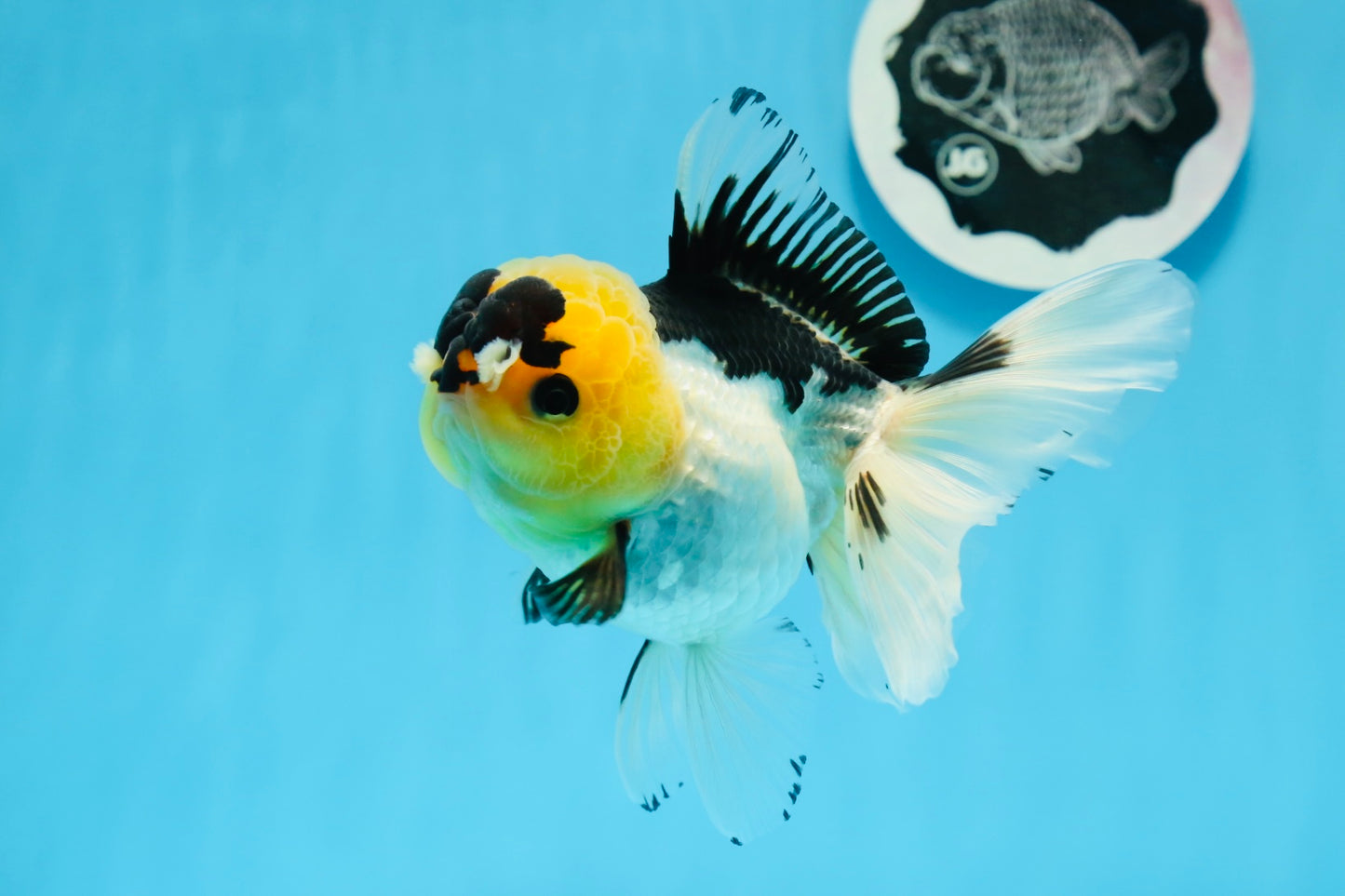 Panda oranda hembra de 5 pulgadas con pompones y ojos de botón de grado AAA n.° 0906OR_25