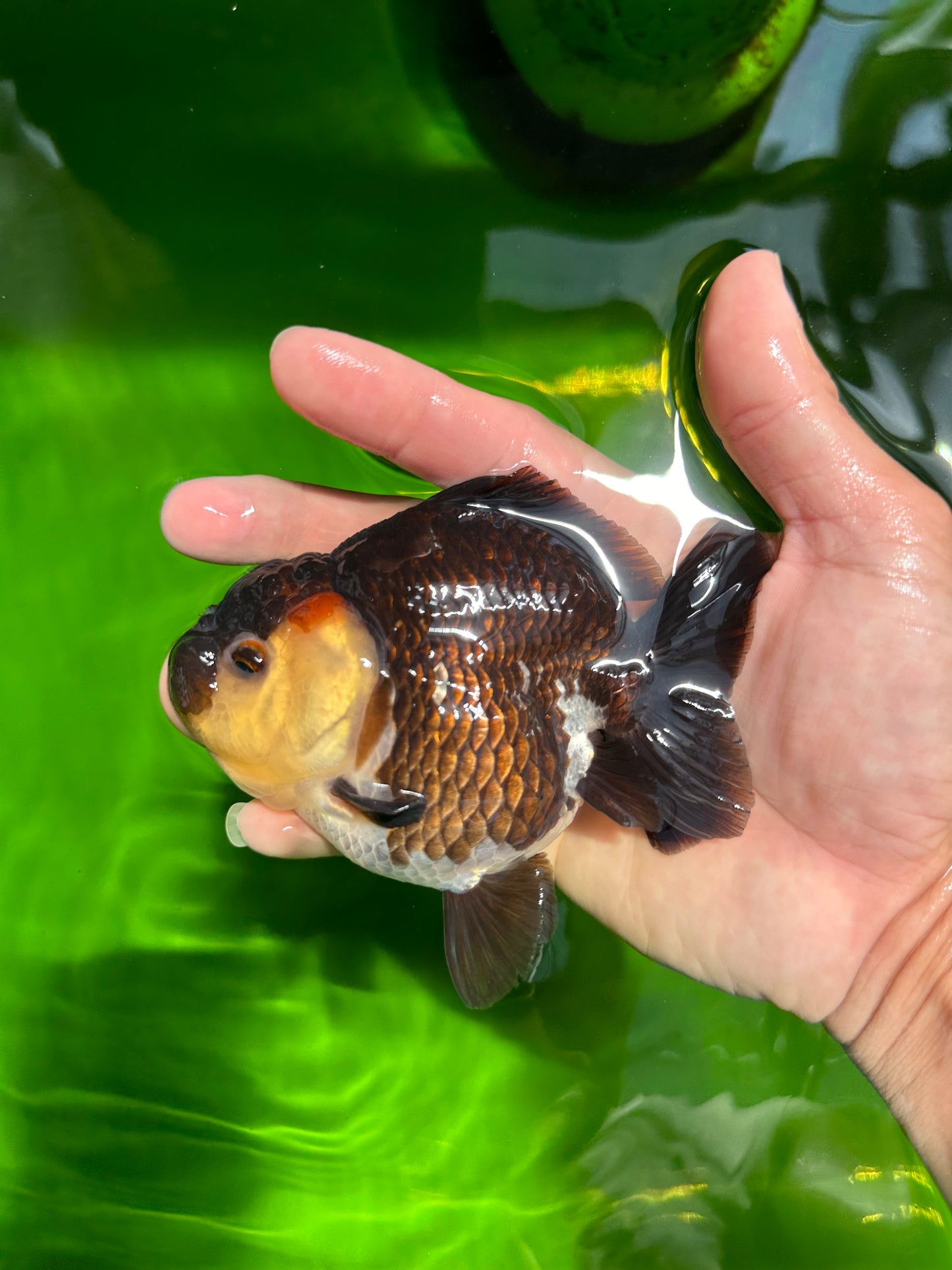 AAA Grade Tricolor Yuanbao Female 4.5 inches #0628YB_30