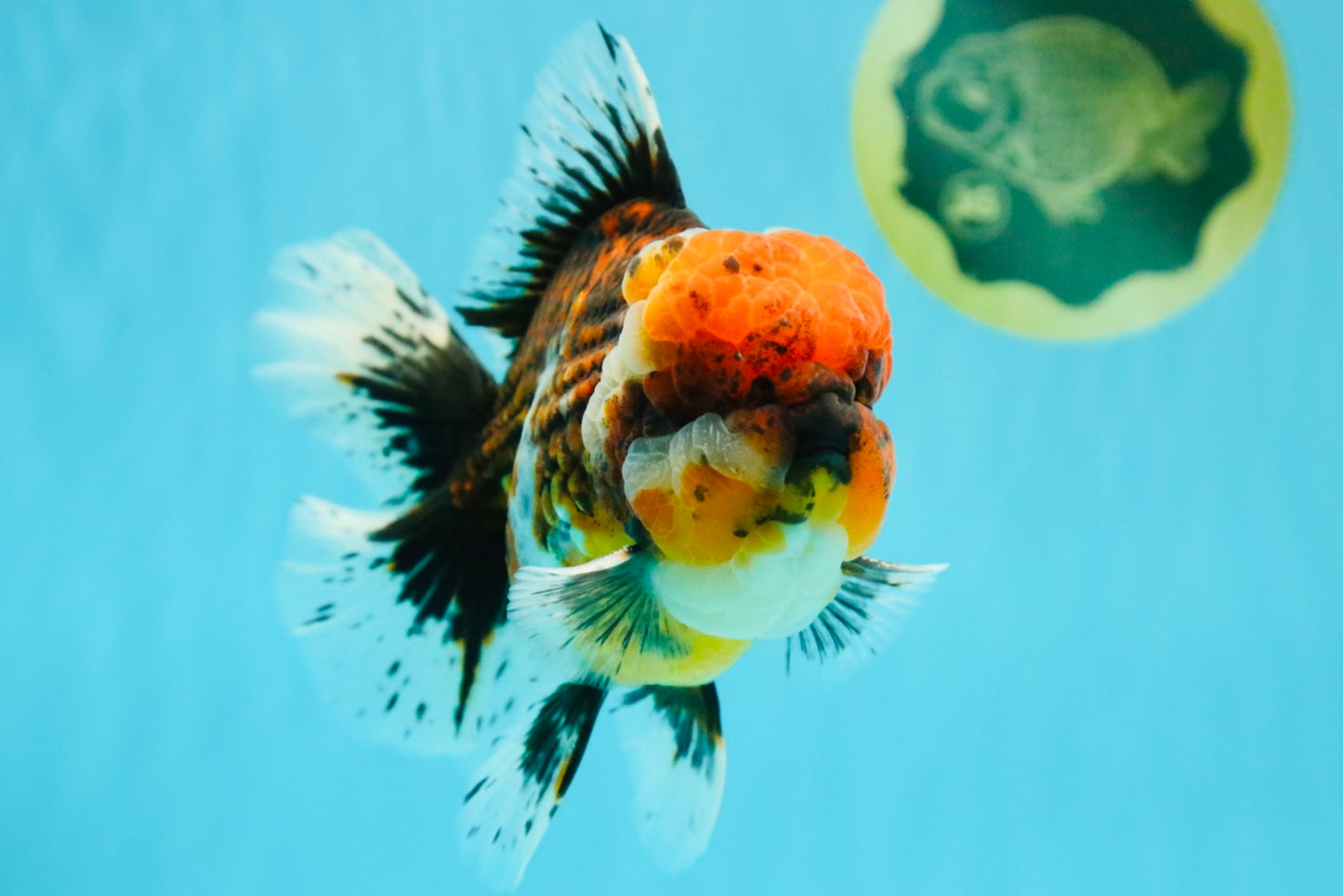 GIANT SUPER AAA Grade Godzilla Kirin Calico Oranda Male 6.5-7 inches #030626OR_06