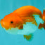 A Grade Red White LionQueen 4.5 inches #070326LC_33