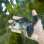 A Grade Panda Oranda Male 5 inches #100325OR_22
