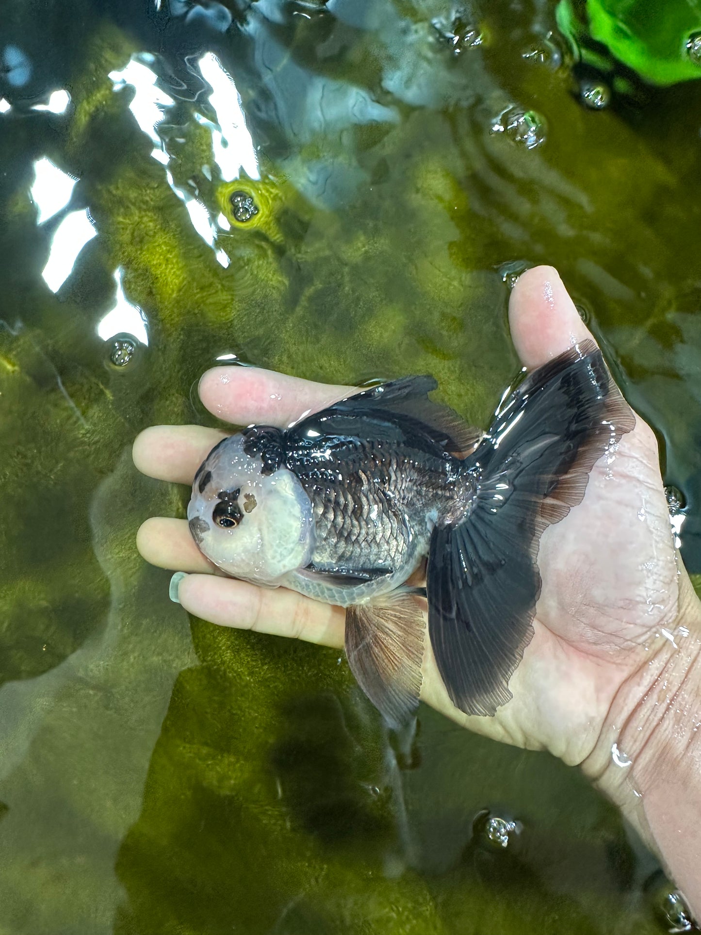A Grade Panda Oranda Male 5 inches #100325OR_22