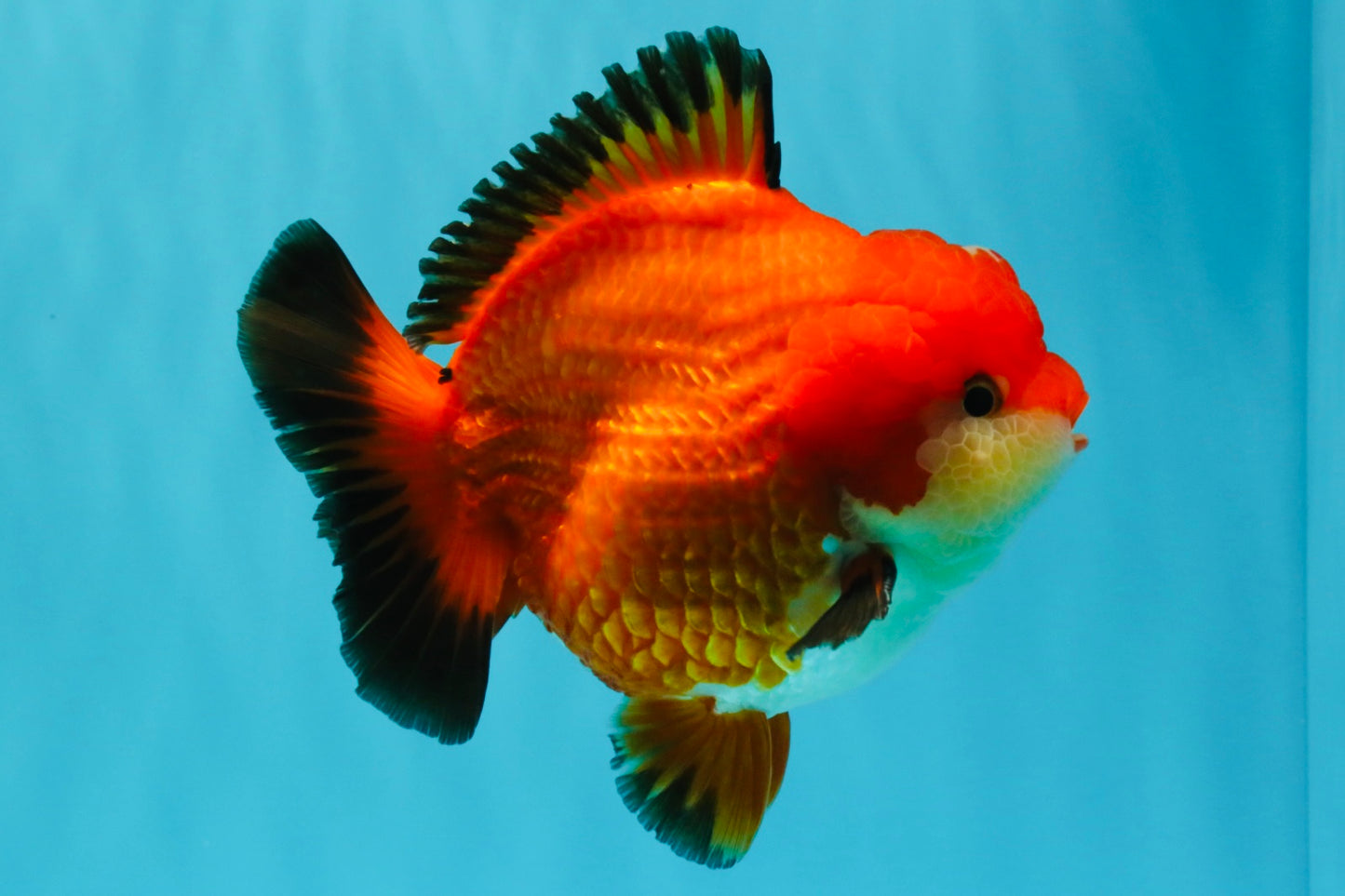 TOMATO AAA Grade Apache Yuanbao Male 5  inches #022726YB_05