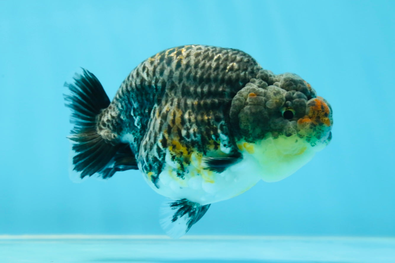 A Grade High Back Blue Kirin LionQueen 3.5-4 inches #050925LC_07