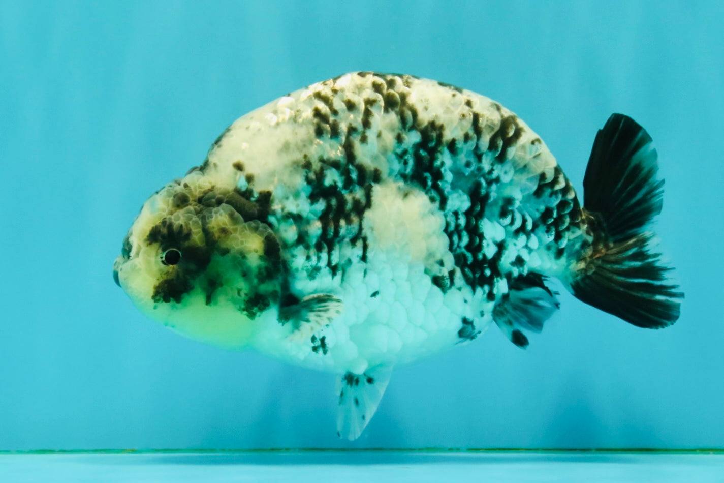 A Grade Tiger Ranchu Male 5.5 inches #080726RC_31