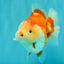 AAA Grade Red White Yuanbao Male 5 inches #072426YB_23