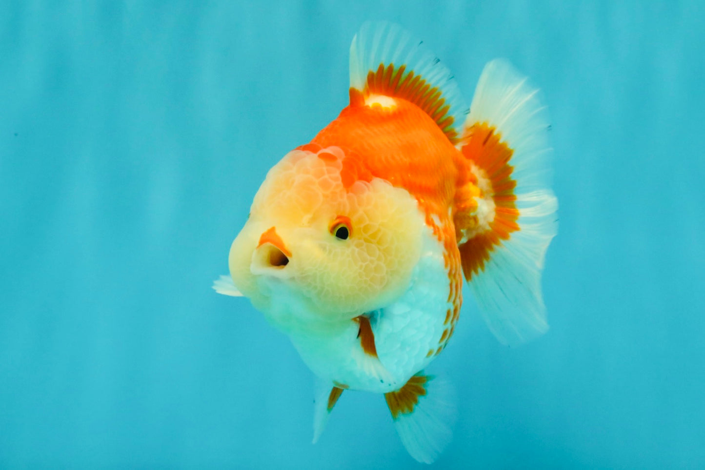 AAA Grade Red White Yuanbao Male 5 inches #072426YB_23