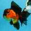 AAA Grade Godzilla Apache Oranda Female 6.5 inches #081525OR_13