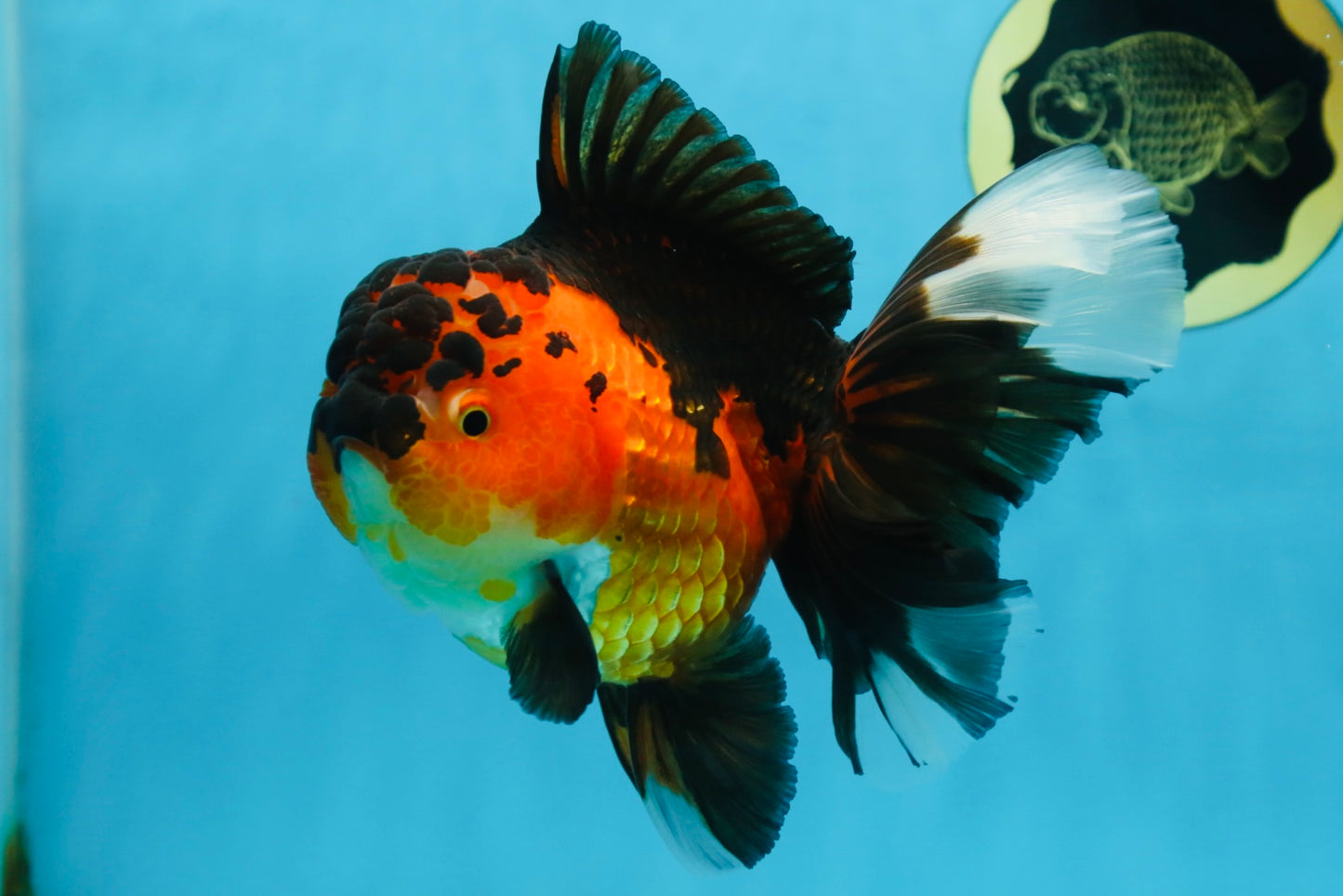 AAA Grade Godzilla Apache Oranda Female 6.5 inches #081525OR_13